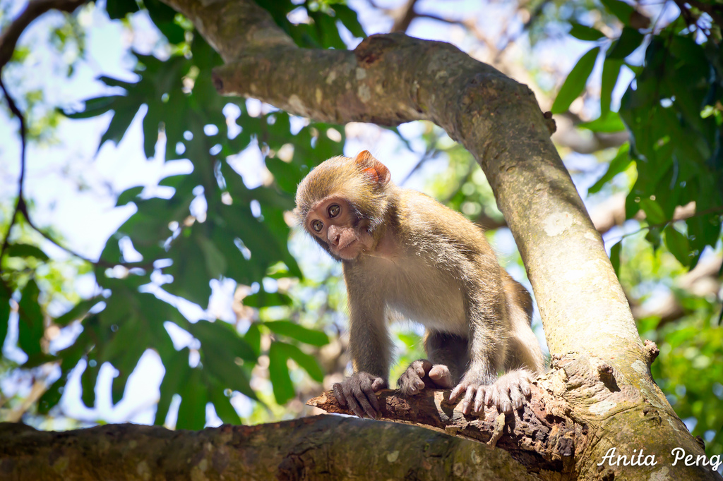 即時熱門文章：【玩樂．台南】猴子就在你身邊～南化烏山彌猴保護區
