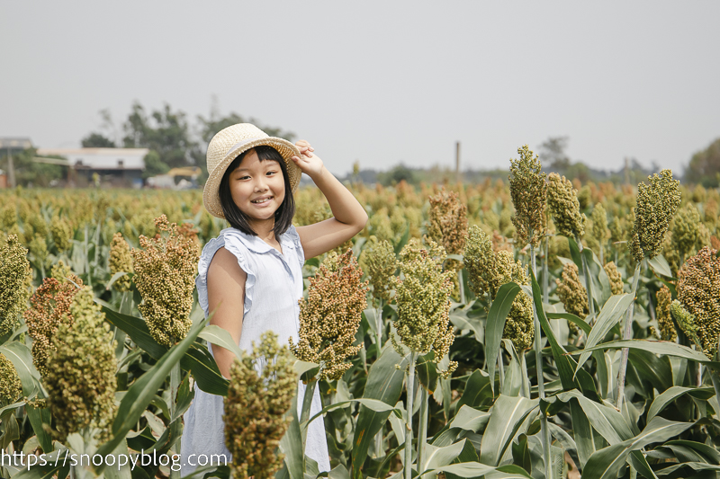 【金門景點】金門高梁田~秋收紅高梁最佳觀賞地點,金門特有的美麗風景 @史努比遊樂園