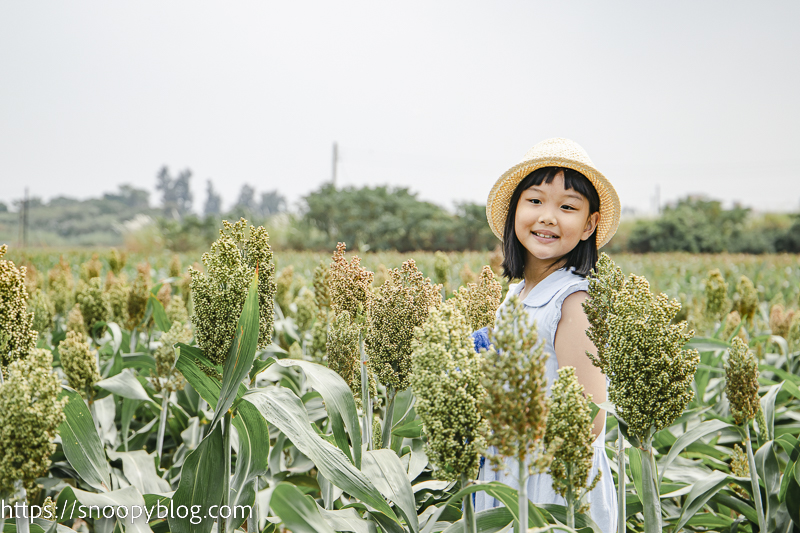 【金門景點】金門高梁田~秋收紅高梁最佳觀賞地點,金門特有的美麗風景 @史努比遊樂園