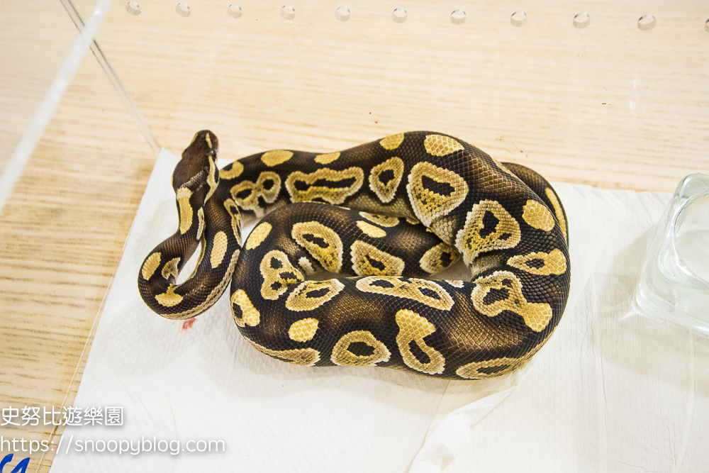 Pythonism玩蟒人生|球蟒咖啡廳~各種球蟒、玉米蛇、爬蟲類零距離接觸,台北大橋頭捷運站另類咖啡館 @史努比遊樂園