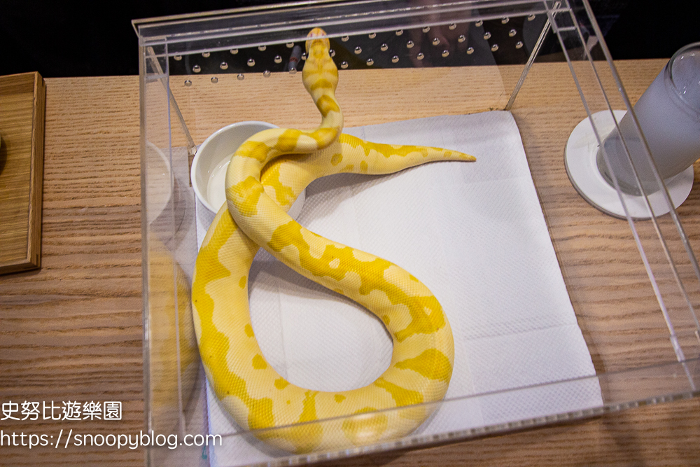 Pythonism玩蟒人生|球蟒咖啡廳~各種球蟒、玉米蛇、爬蟲類零距離接觸,台北大橋頭捷運站另類咖啡館 @史努比遊樂園