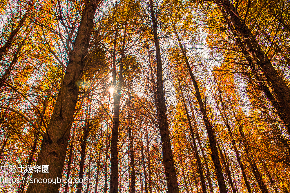 大溪景點,桃園景點,桃園落羽松