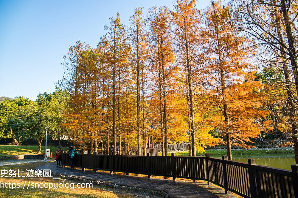 台北景點,士林景點,落羽松