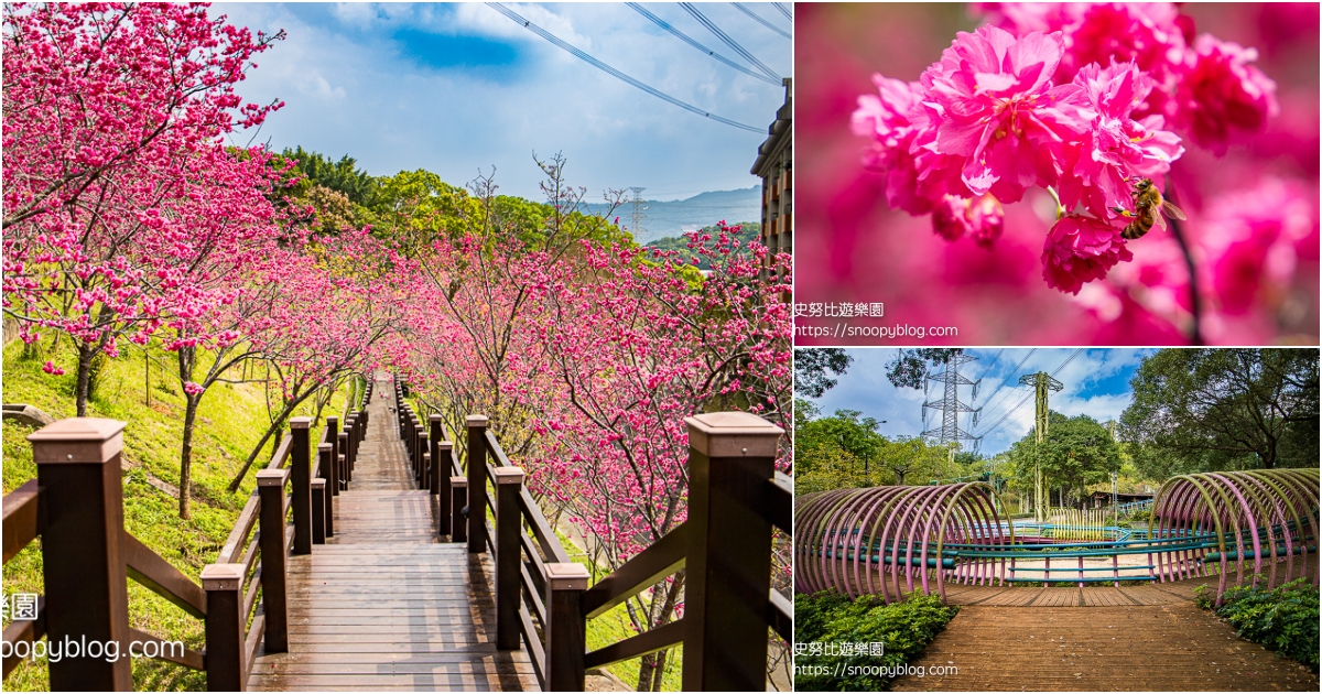 【桃園龜山景點】桃園賞櫻秘境|長庚養生文化村~免門票櫻花木棧道桃紅八重櫻綻放美不勝收,還有圓形大沙坑可以帶孩子來玩沙 @史努比遊樂園