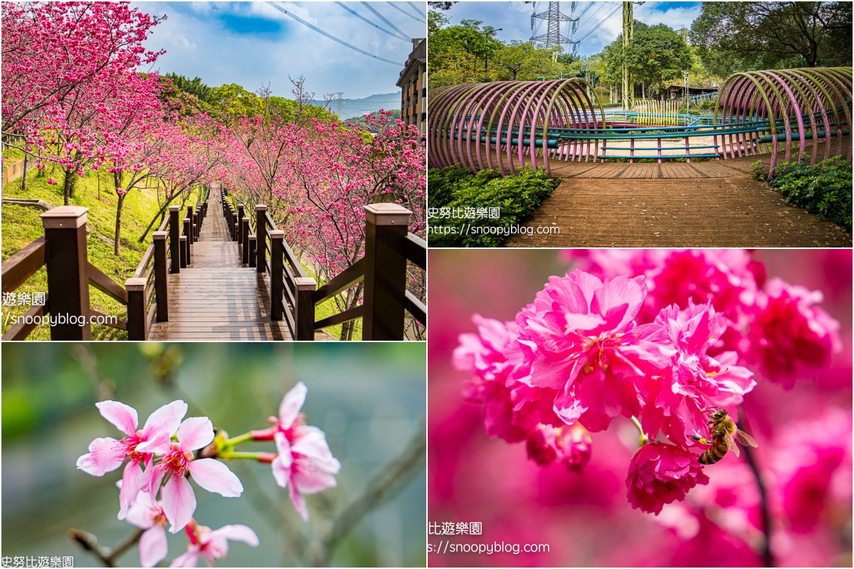 桃園景點,桃園賞櫻,龜山景點