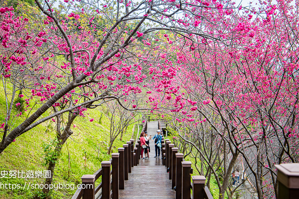 【桃園龜山景點】桃園賞櫻秘境|長庚養生文化村~免門票櫻花木棧道桃紅八重櫻綻放美不勝收,還有圓形大沙坑可以帶孩子來玩沙 @史努比遊樂園