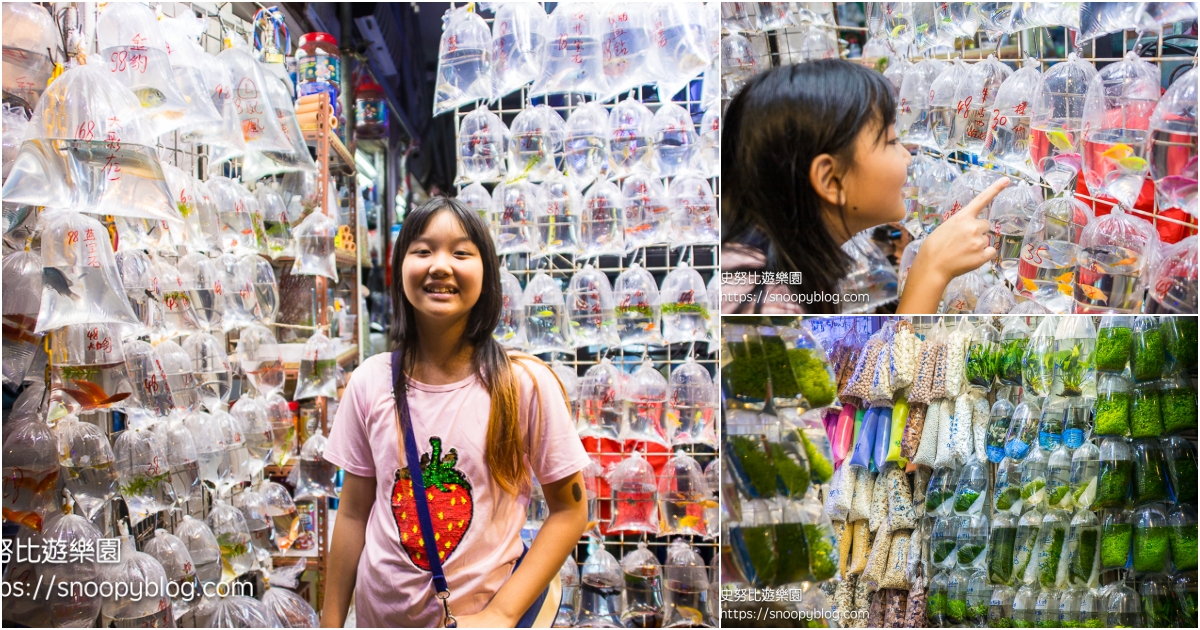 網站近期文章：香港景點｜旺角通菜街(金魚街)～七彩金魚泡泡掛滿街，香港特殊的水族文化令人驚奇
