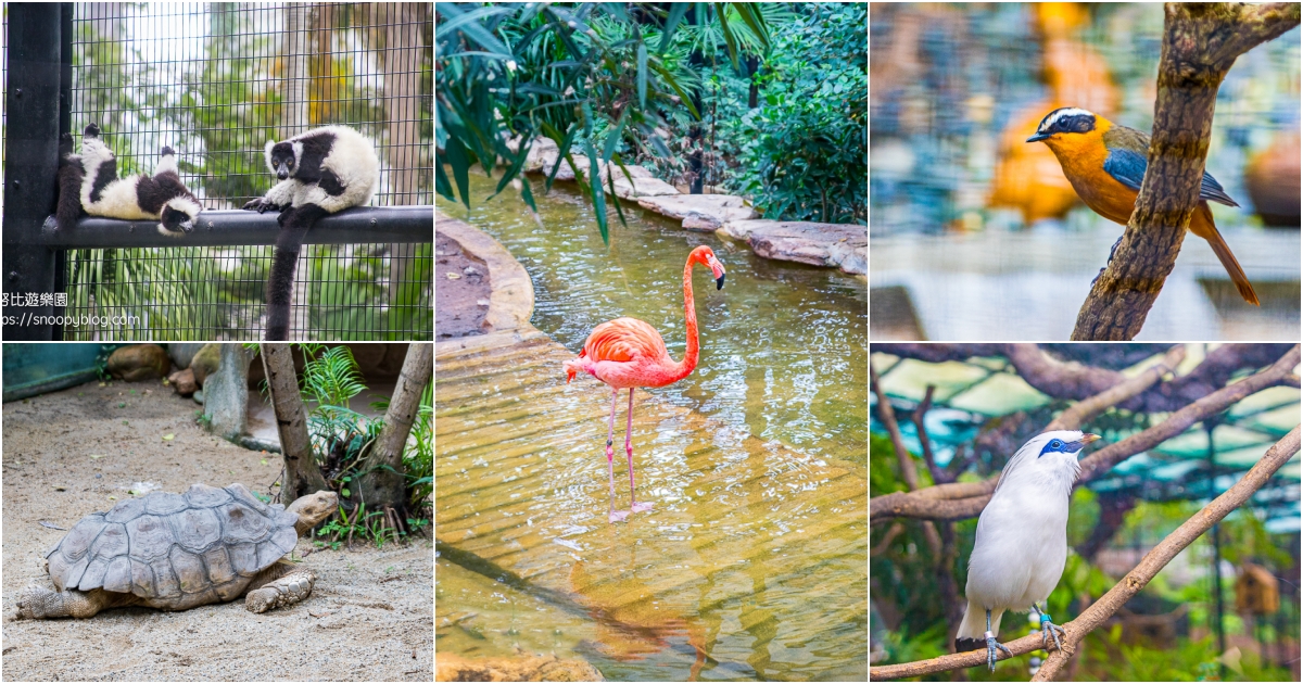 網站近期文章：香港動植物公園～季節性花卉、鳥類、哺乳類及爬行類動物免門票看到飽，香港親子景點推薦