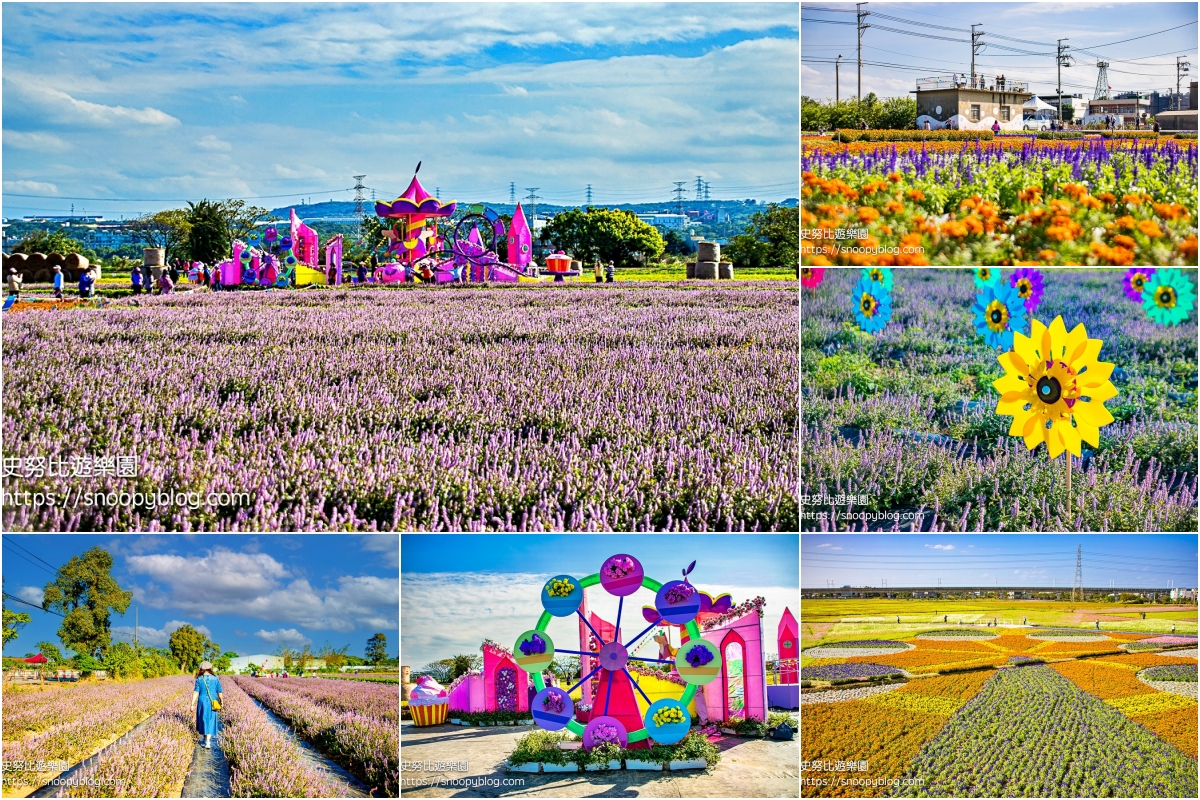 仙草花節,桃園景點,桃園賞花,楊梅景點