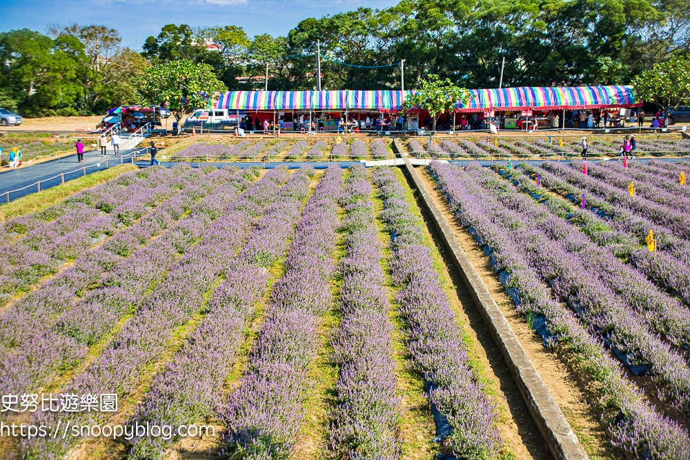 仙草花節,桃園景點,桃園賞花,楊梅景點