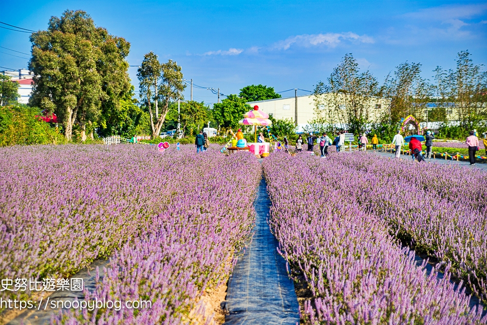 仙草花節,桃園景點,桃園賞花,楊梅景點