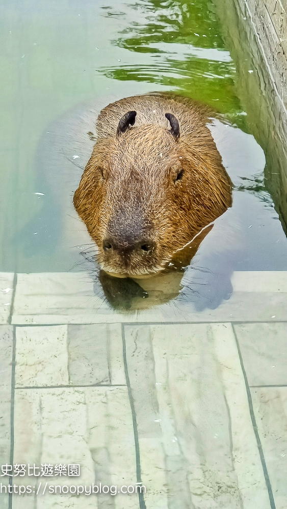 新竹動物農場,新竹景點,新竹親子景點,香山景點