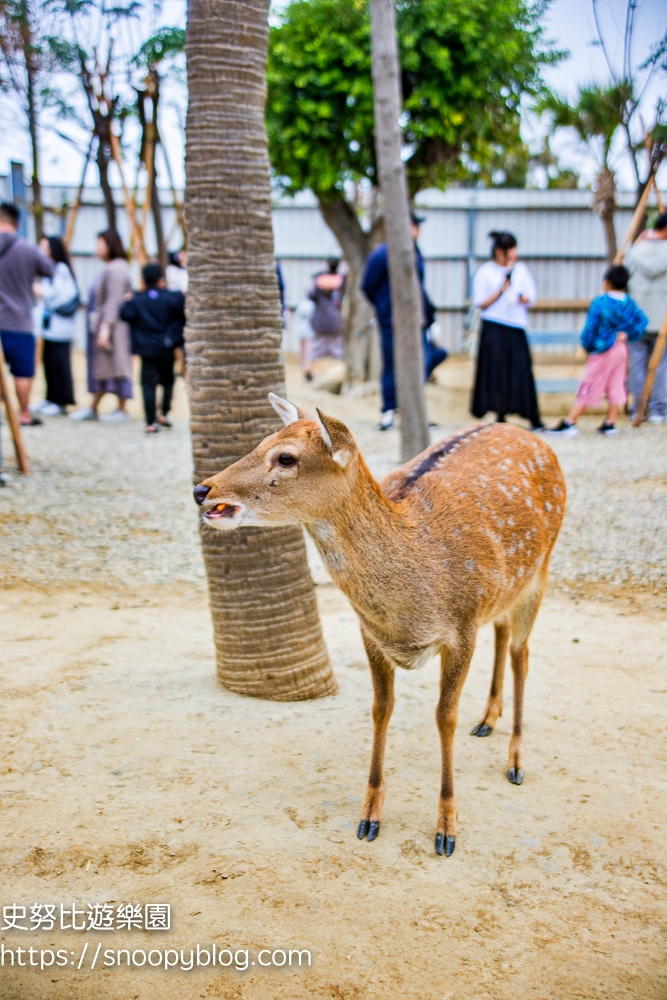 新竹動物農場,新竹景點,新竹親子景點,香山景點