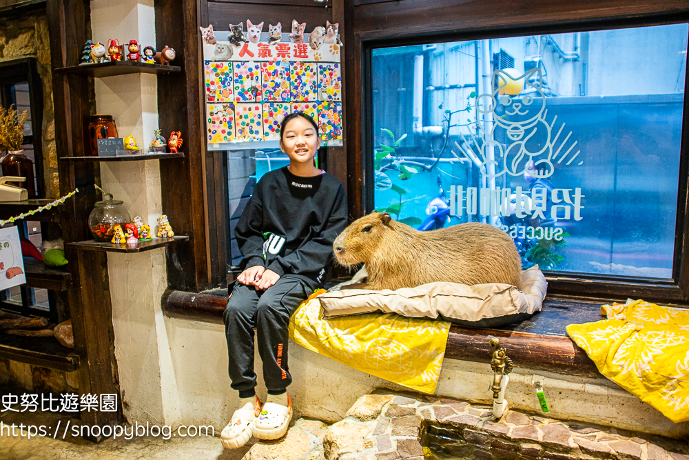 新竹咖啡館,新竹寵物餐廳,新竹美食,水豚咖啡館