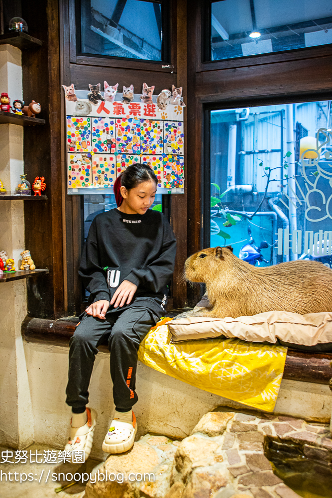 新竹咖啡館,新竹寵物餐廳,新竹美食,水豚咖啡館