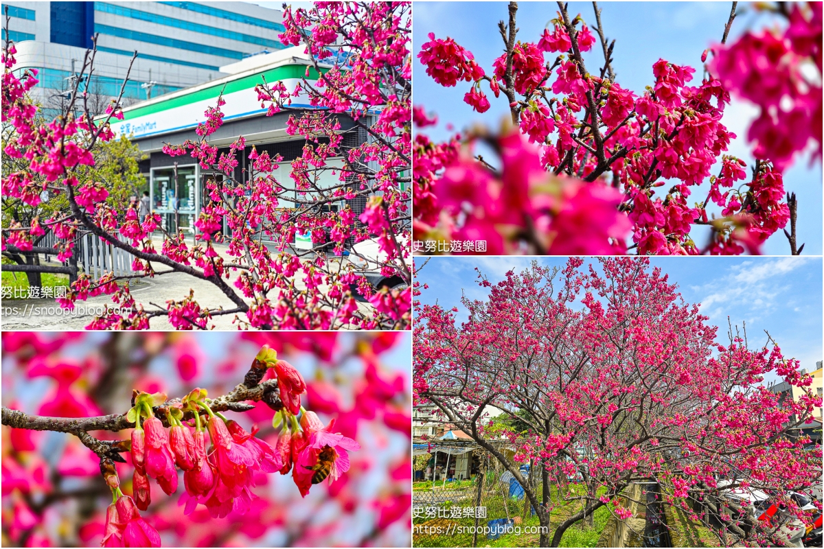 八德景點,桃園景點,賞櫻景點