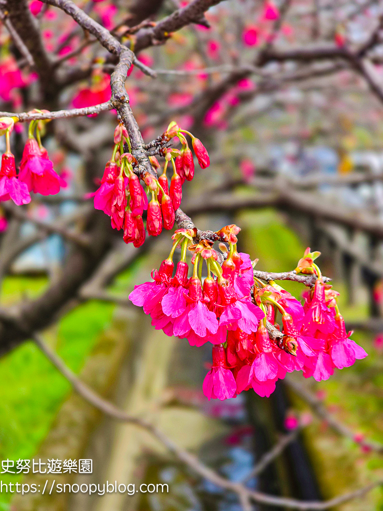 八德景點,桃園景點,賞櫻景點