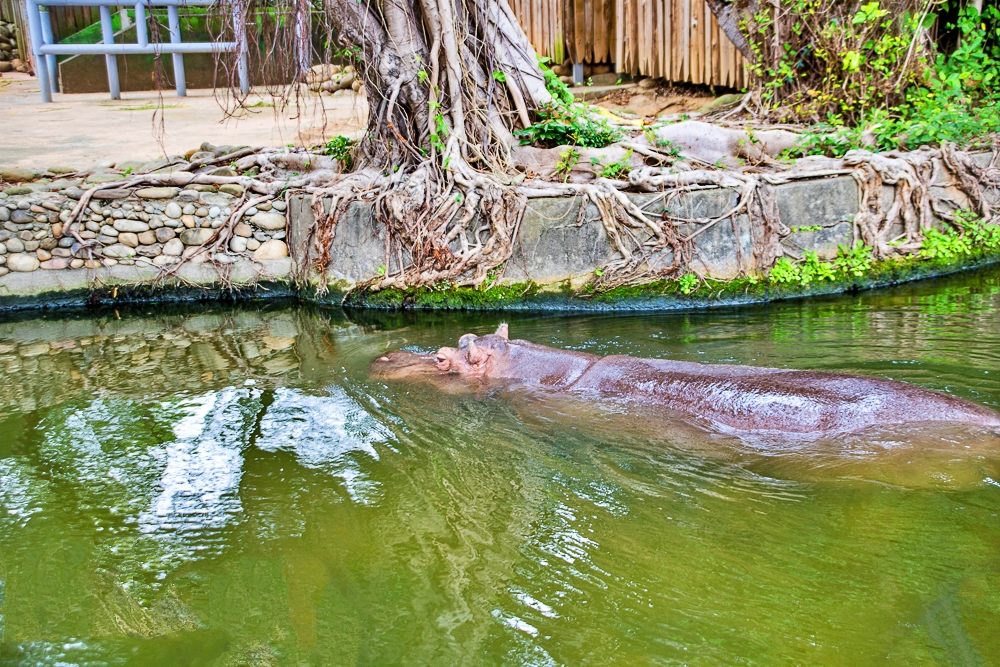 動物園,新竹免費景點,新竹景點