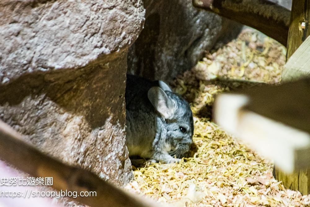 動物園,新竹免費景點,新竹景點