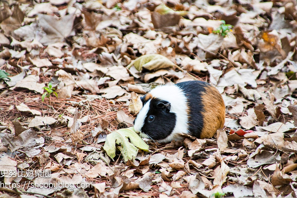 動物園,新竹免費景點,新竹景點