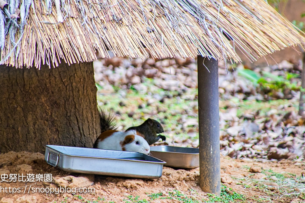 動物園,新竹免費景點,新竹景點