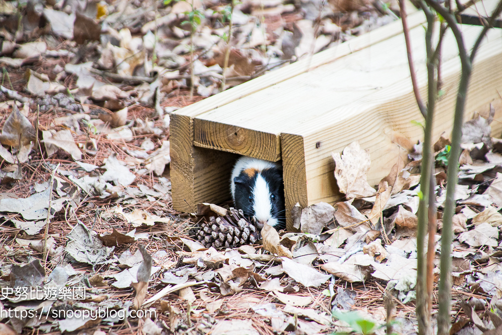 動物園,新竹免費景點,新竹景點