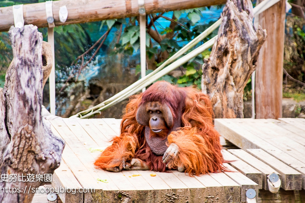 動物園,新竹免費景點,新竹景點