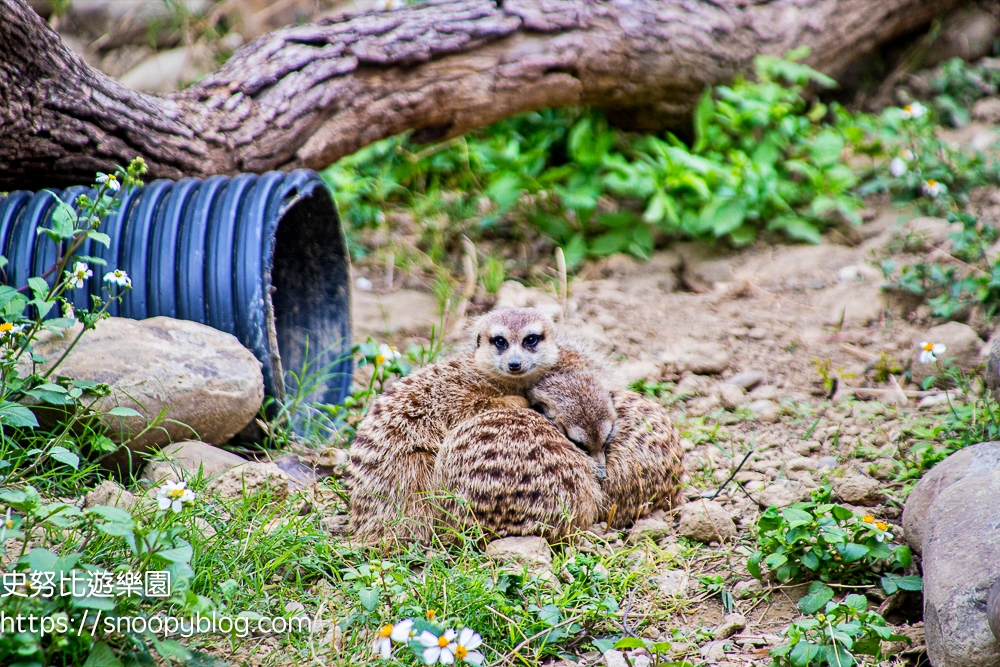 動物園,新竹免費景點,新竹景點