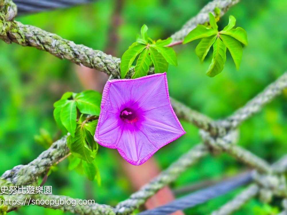 尖石景點,新竹景點