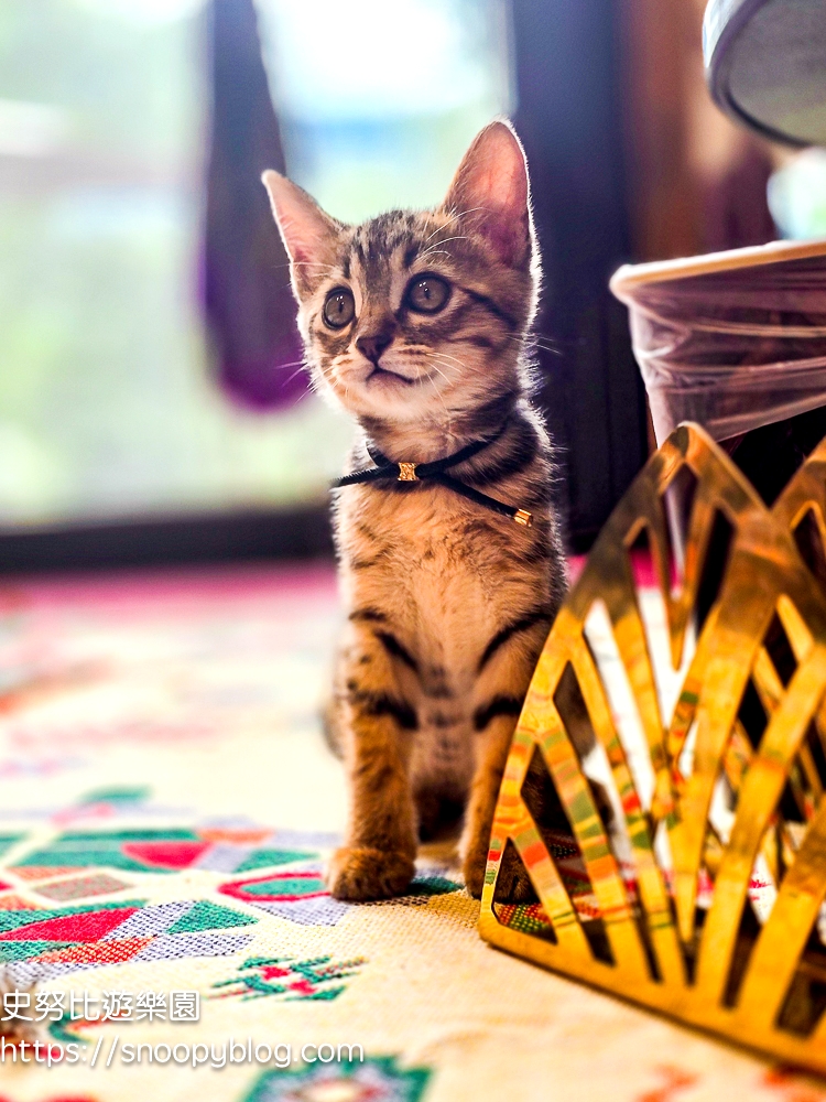 尖石咖啡廳,尖石景點,新竹咖啡廳,新竹景點