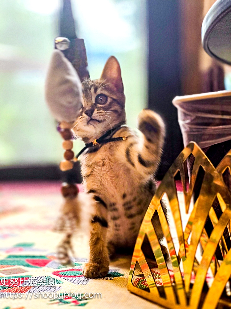 尖石咖啡廳,尖石景點,新竹咖啡廳,新竹景點