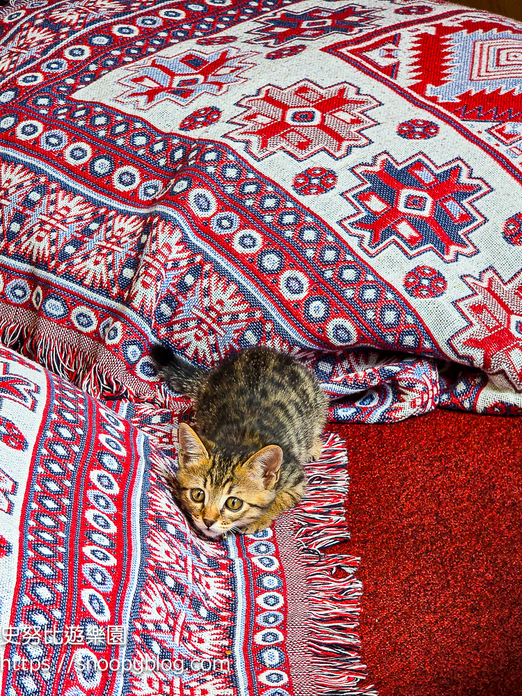 尖石咖啡廳,尖石景點,新竹咖啡廳,新竹景點