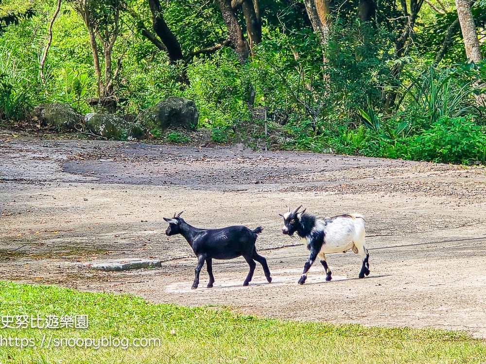 新竹住宿,新竹尖石景點,新竹親子住宿推薦,新竹露營
