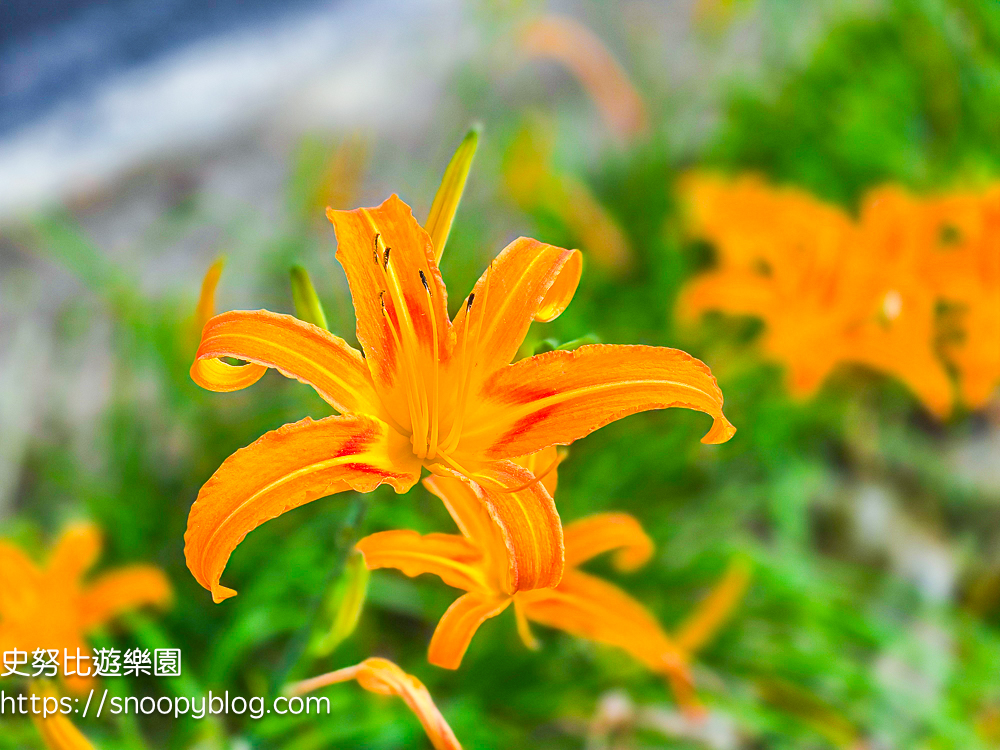 新竹住宿,新竹尖石景點,新竹親子住宿推薦,新竹露營