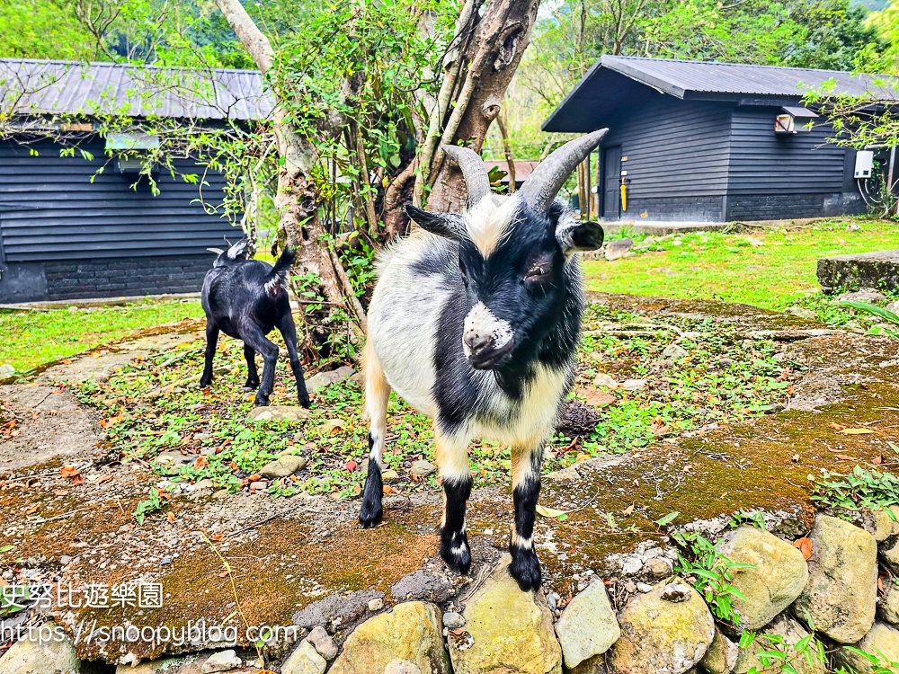 新竹住宿,新竹尖石景點,新竹親子住宿推薦,新竹露營