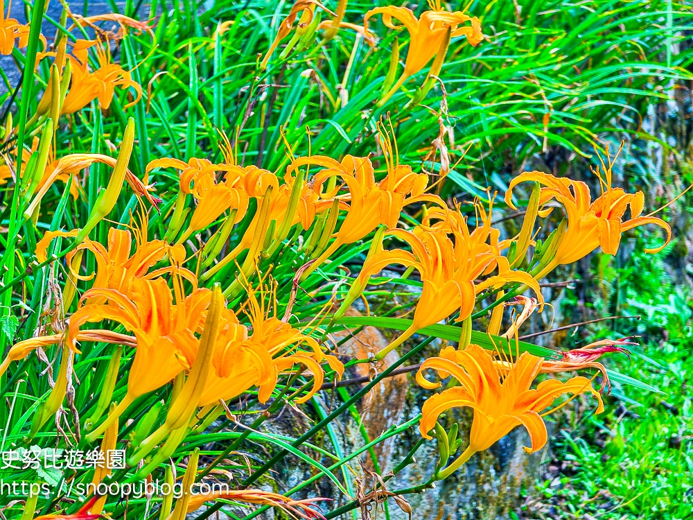 新竹住宿,新竹尖石景點,新竹親子住宿推薦,新竹露營