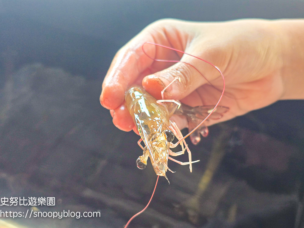 夏令營,夢想一號教育學院,東石夏令營,鄉村永續夏令營