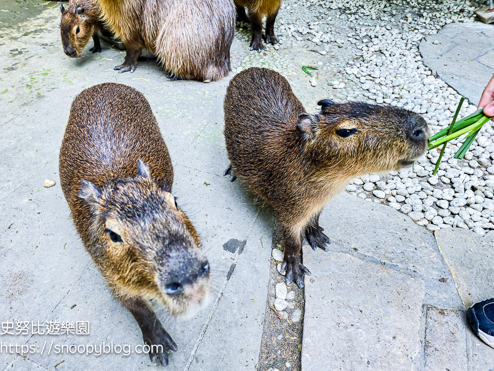 南投IG打卡景點,南投景點,南投親子景點,南投觀光工廠,埔里IG打卡景點,埔里下午茶,埔里伴手禮,埔里景點,埔里親子景點,埔里觀光工廠