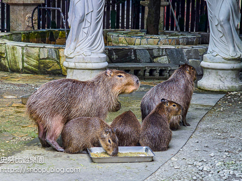 南投IG打卡景點,南投景點,南投親子景點,南投觀光工廠,埔里IG打卡景點,埔里下午茶,埔里伴手禮,埔里景點,埔里親子景點,埔里觀光工廠