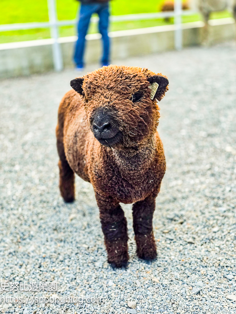 動物農場,宜蘭三星景點,宜蘭親子餐廳,宜蘭農場
