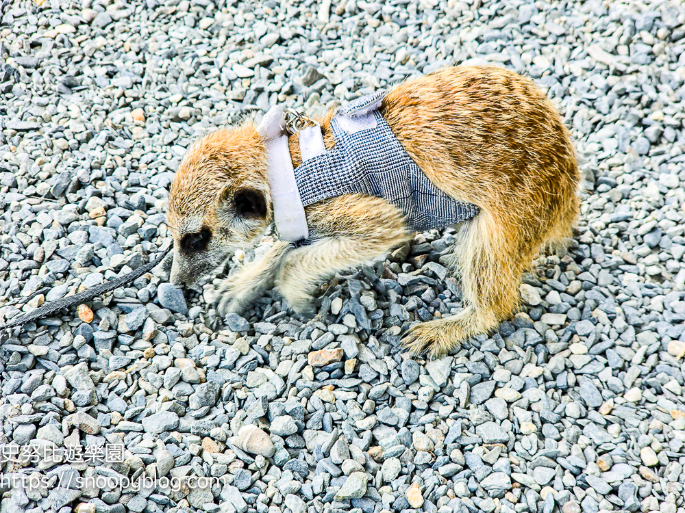 動物農場,宜蘭三星景點,宜蘭親子餐廳,宜蘭農場