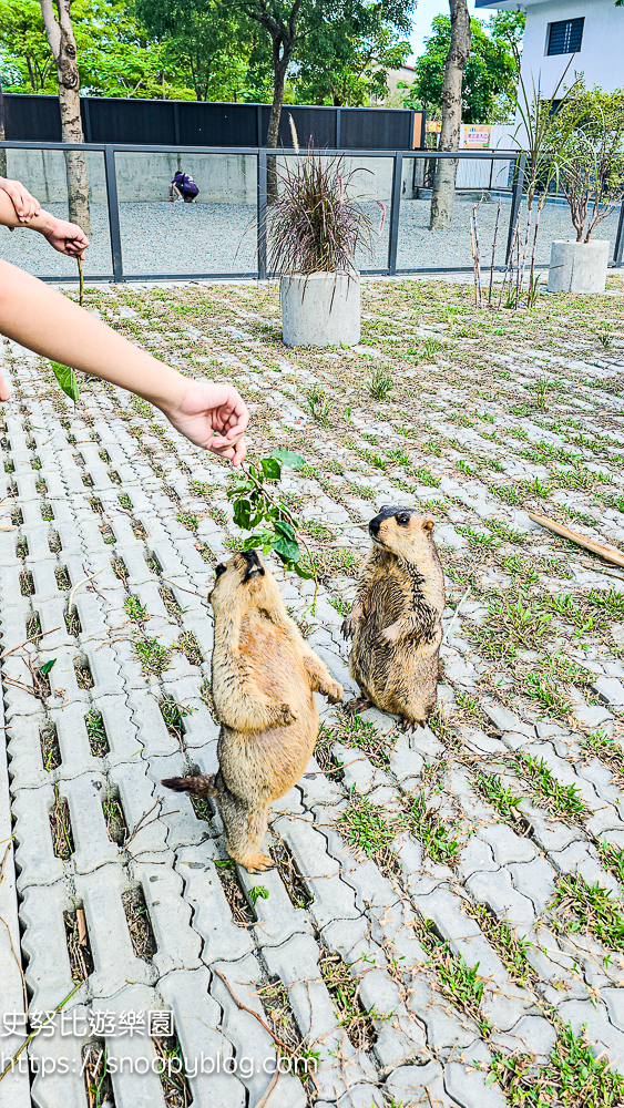動物農場,宜蘭三星景點,宜蘭親子餐廳,宜蘭農場