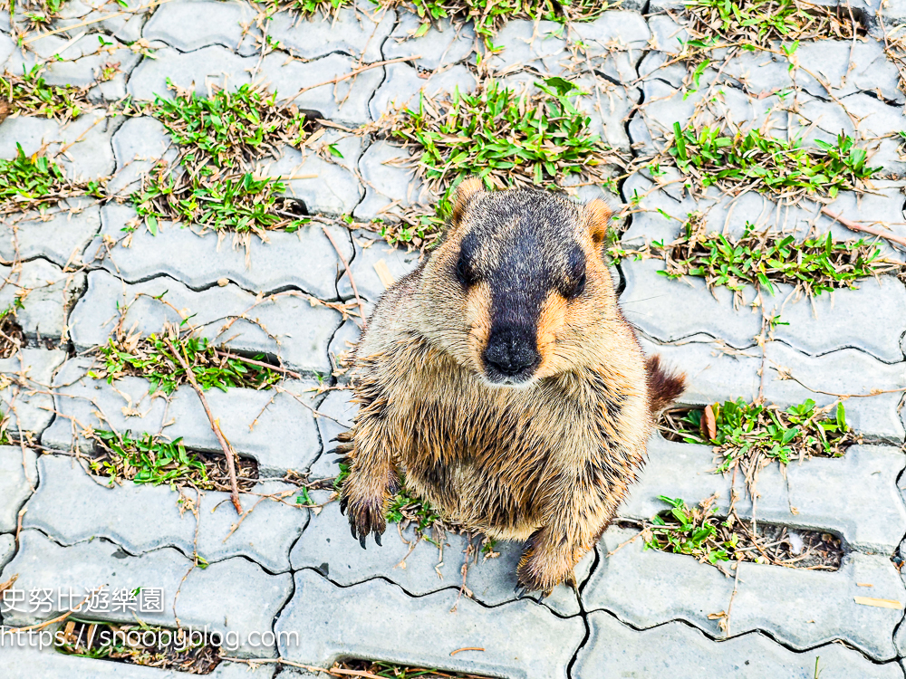 動物農場,宜蘭三星景點,宜蘭親子餐廳,宜蘭農場