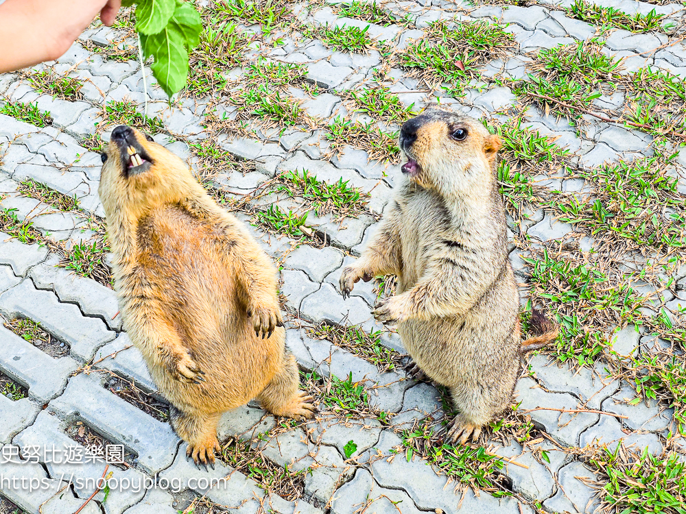 動物農場,宜蘭三星景點,宜蘭親子餐廳,宜蘭農場