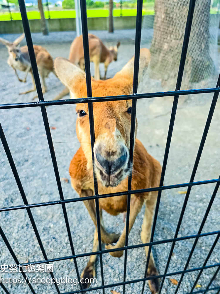 動物農場,宜蘭三星景點,宜蘭親子餐廳,宜蘭農場