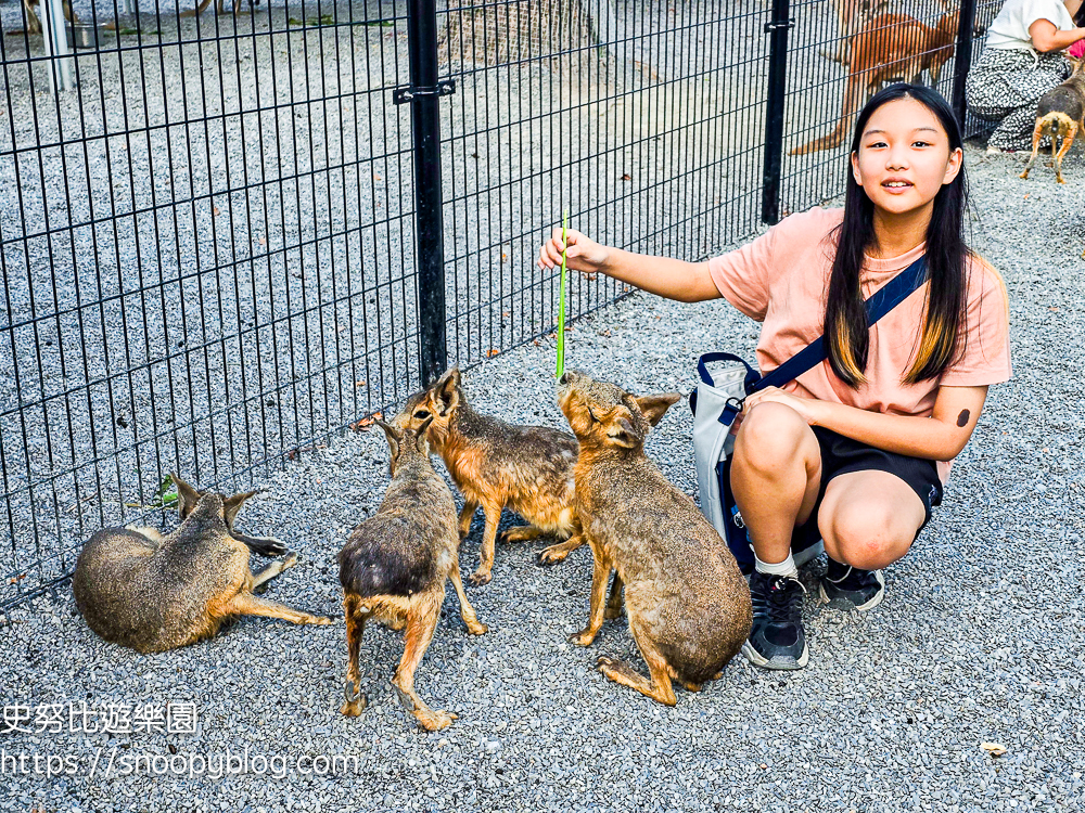 動物農場,宜蘭三星景點,宜蘭親子餐廳,宜蘭農場