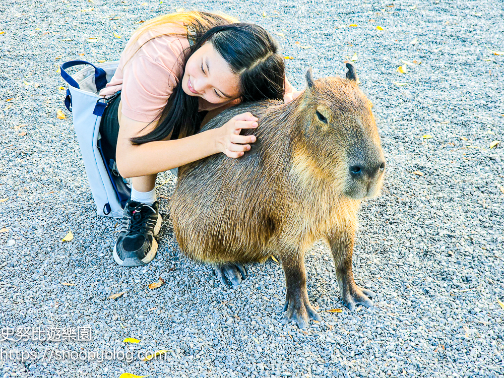 動物農場,宜蘭三星景點,宜蘭親子餐廳,宜蘭農場
