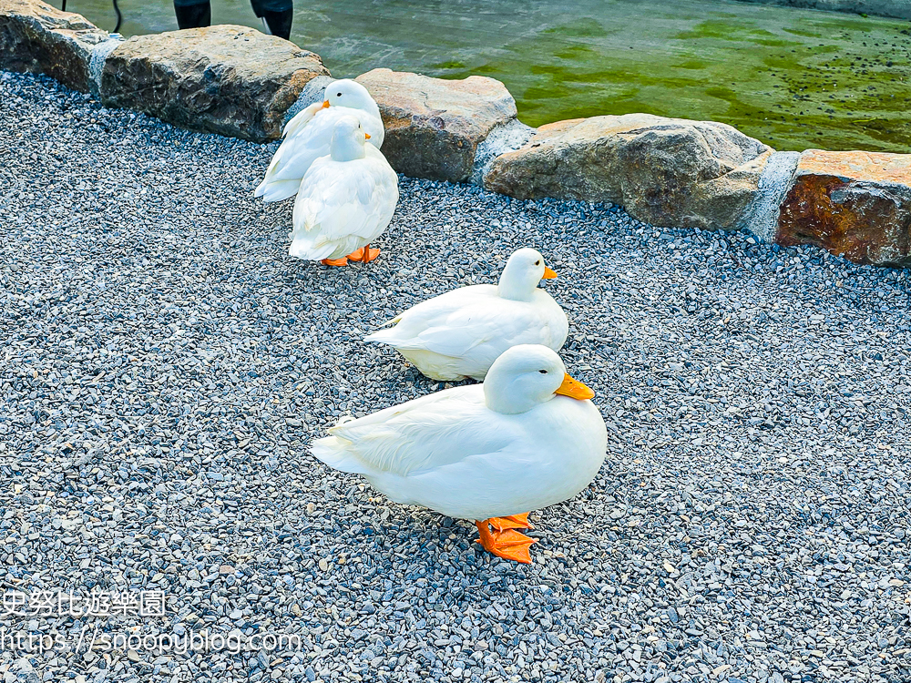 動物農場,宜蘭三星景點,宜蘭親子餐廳,宜蘭農場