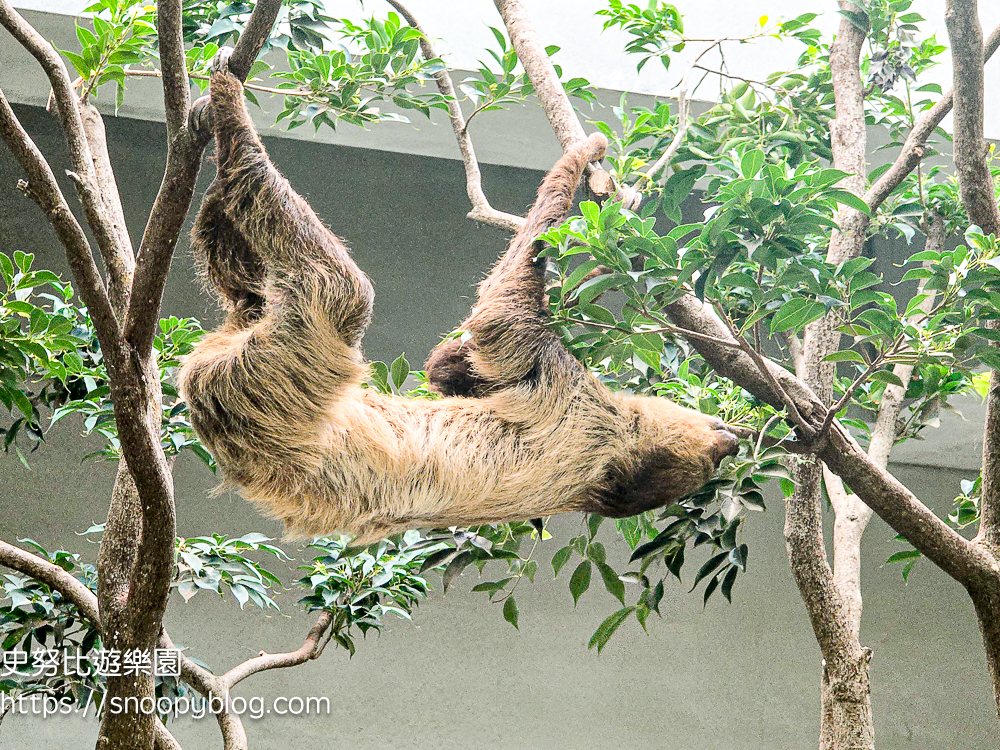 動物農場,宜蘭三星景點,宜蘭親子餐廳,宜蘭農場