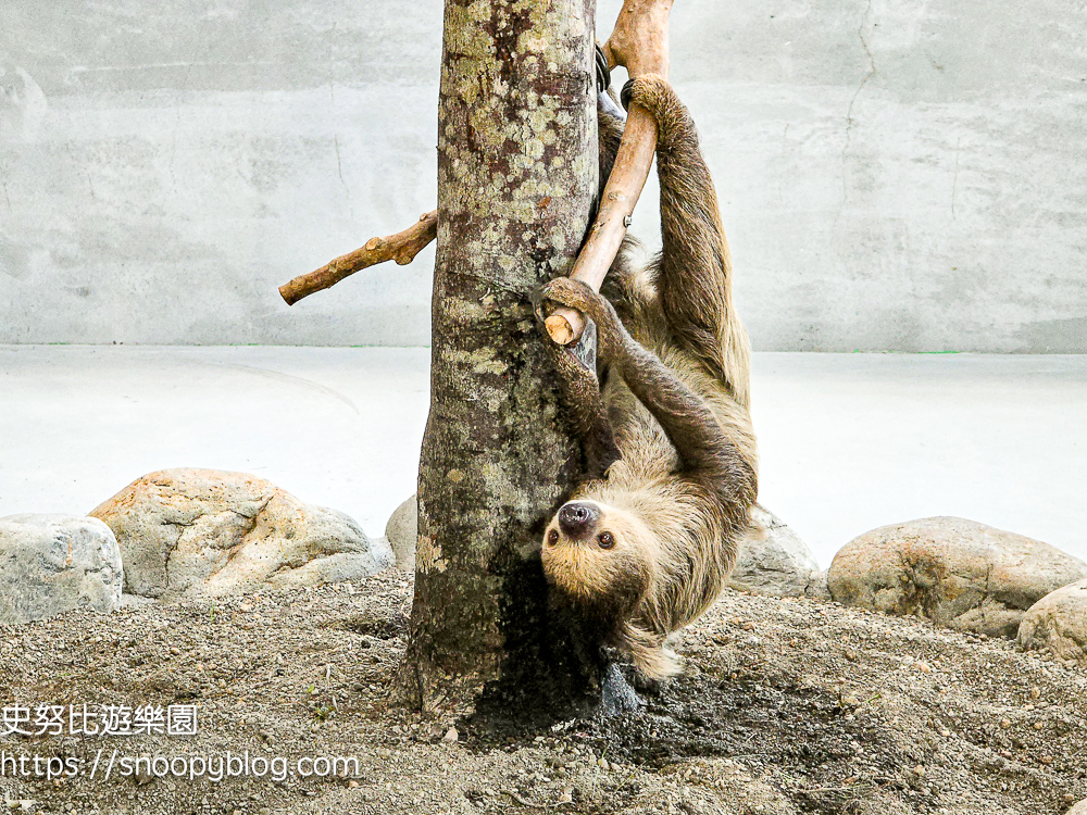 動物農場,宜蘭三星景點,宜蘭親子餐廳,宜蘭農場